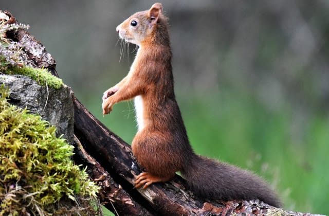 Frequently Asked Questions about Red Squirrels