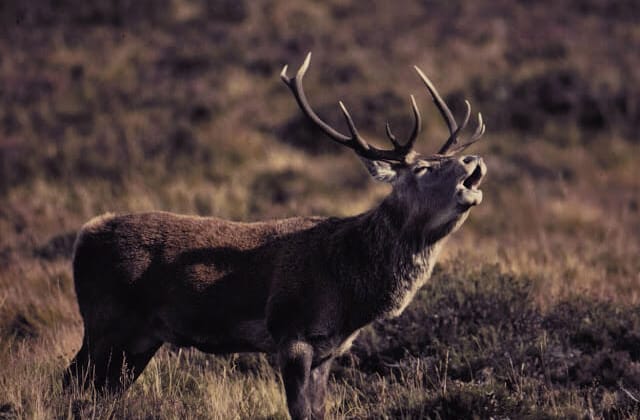 Summer Watch Safaris 2019